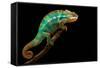 Chameleon-Mark Bridger-Framed Stretched Canvas