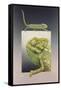 Chameleon-Harro Maass-Framed Stretched Canvas