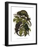 Chameleon-null-Framed Giclee Print