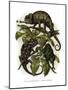 Chameleon-null-Mounted Giclee Print