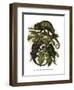 Chameleon-null-Framed Giclee Print