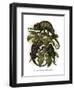 Chameleon-null-Framed Giclee Print