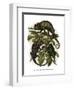 Chameleon-null-Framed Giclee Print