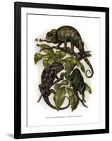 Chameleon-null-Framed Giclee Print