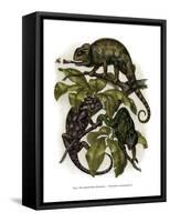 Chameleon-null-Framed Stretched Canvas