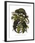 Chameleon-null-Framed Giclee Print