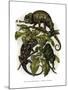 Chameleon-null-Mounted Giclee Print