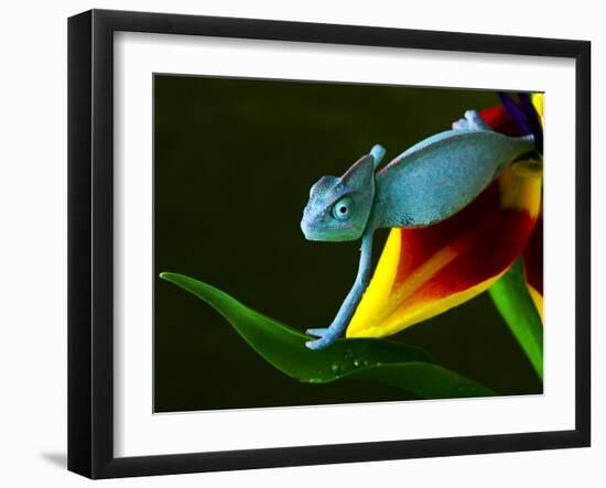 Chameleons Belong to One of the Best known Lizard Families.-Sebastian Duda-Framed Photographic Print