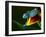 Chameleons Belong to One of the Best known Lizard Families.-Sebastian Duda-Framed Photographic Print