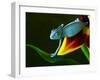 Chameleons Belong to One of the Best known Lizard Families.-Sebastian Duda-Framed Photographic Print