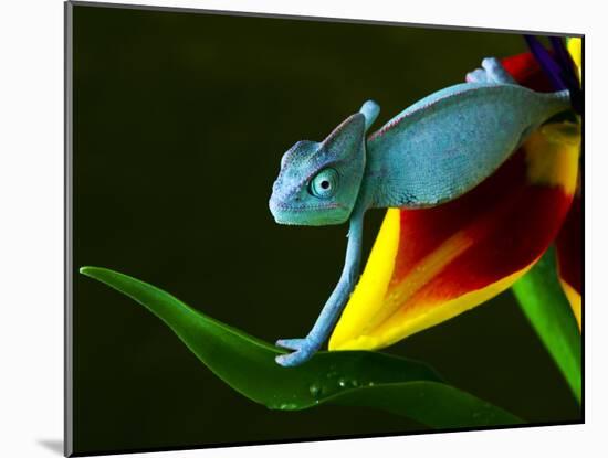 Chameleons Belong to One of the Best known Lizard Families.-Sebastian Duda-Mounted Photographic Print