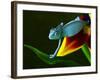 Chameleons Belong to One of the Best known Lizard Families.-Sebastian Duda-Framed Photographic Print