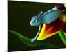 Chameleons Belong to One of the Best known Lizard Families.-Sebastian Duda-Mounted Photographic Print