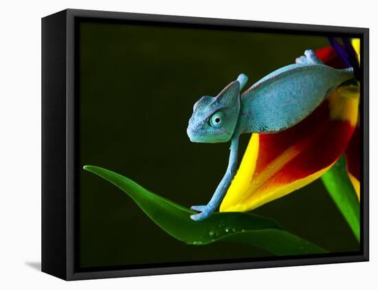 Chameleons Belong to One of the Best known Lizard Families.-Sebastian Duda-Framed Stretched Canvas