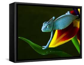 Chameleons Belong to One of the Best known Lizard Families.-Sebastian Duda-Framed Stretched Canvas