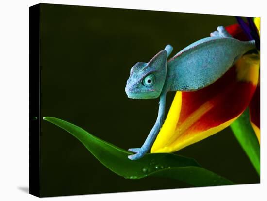 Chameleons Belong to One of the Best known Lizard Families.-Sebastian Duda-Stretched Canvas