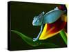 Chameleons Belong to One of the Best known Lizard Families.-Sebastian Duda-Stretched Canvas