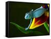 Chameleons Belong to One of the Best known Lizard Families.-Sebastian Duda-Framed Stretched Canvas