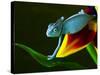 Chameleons Belong to One of the Best known Lizard Families.-Sebastian Duda-Stretched Canvas