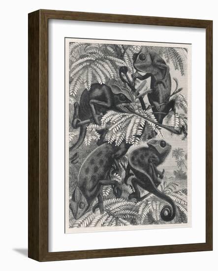 Chameleons in Foliage-null-Framed Art Print