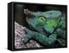 Chameleons in the Analamazaotra National Park, Madagascar-Daisy Gilardini-Framed Stretched Canvas