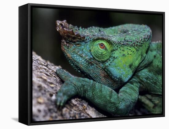 Chameleons in the Analamazaotra National Park, Madagascar-Daisy Gilardini-Framed Stretched Canvas