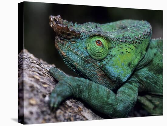 Chameleons in the Analamazaotra National Park, Madagascar-Daisy Gilardini-Stretched Canvas