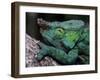 Chameleons in the Analamazaotra National Park, Madagascar-Daisy Gilardini-Framed Photographic Print