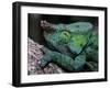 Chameleons in the Analamazaotra National Park, Madagascar-Daisy Gilardini-Framed Photographic Print