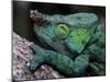 Chameleons in the Analamazaotra National Park, Madagascar-Daisy Gilardini-Mounted Photographic Print