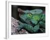 Chameleons in the Analamazaotra National Park, Madagascar-Daisy Gilardini-Framed Photographic Print