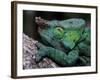 Chameleons in the Analamazaotra National Park, Madagascar-Daisy Gilardini-Framed Photographic Print