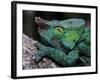 Chameleons in the Analamazaotra National Park, Madagascar-Daisy Gilardini-Framed Photographic Print