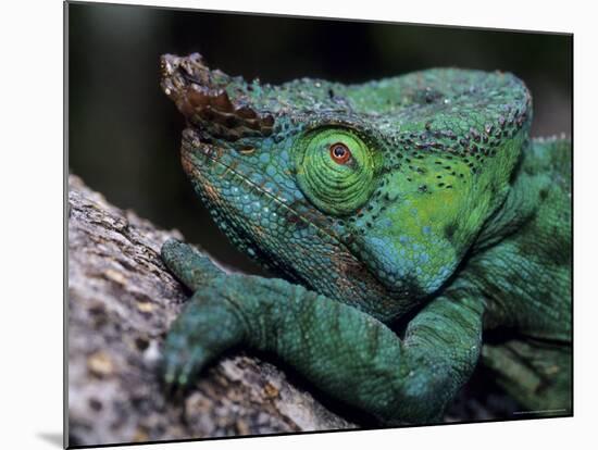 Chameleons in the Analamazaotra National Park, Madagascar-Daisy Gilardini-Mounted Photographic Print