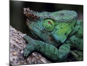 Chameleons in the Analamazaotra National Park, Madagascar-Daisy Gilardini-Mounted Photographic Print