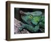 Chameleons in the Analamazaotra National Park, Madagascar-Daisy Gilardini-Framed Photographic Print