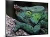 Chameleons in the Analamazaotra National Park, Madagascar-Daisy Gilardini-Mounted Photographic Print