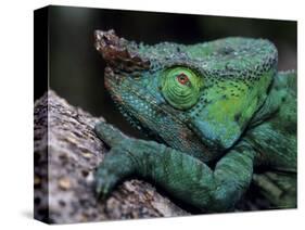 Chameleons in the Analamazaotra National Park, Madagascar-Daisy Gilardini-Stretched Canvas