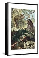 Chameleons or Chamaeleons by Alfred Edmund Brehm-Stefano Bianchetti-Framed Stretched Canvas