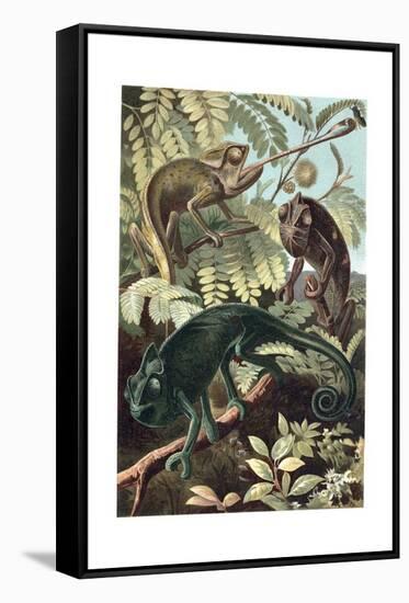 Chameleons or Chamaeleons by Alfred Edmund Brehm-Stefano Bianchetti-Framed Stretched Canvas