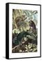 Chameleons or Chamaeleons by Alfred Edmund Brehm-Stefano Bianchetti-Framed Stretched Canvas