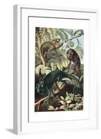 Chameleons or Chamaeleons by Alfred Edmund Brehm-Stefano Bianchetti-Framed Giclee Print