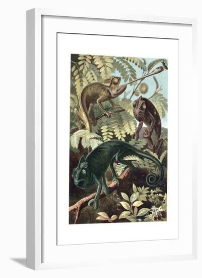 Chameleons or Chamaeleons by Alfred Edmund Brehm-Stefano Bianchetti-Framed Giclee Print