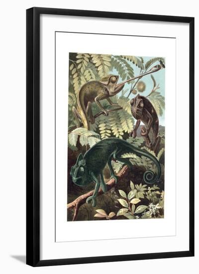 Chameleons or Chamaeleons by Alfred Edmund Brehm-Stefano Bianchetti-Framed Giclee Print