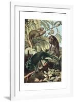 Chameleons or Chamaeleons by Alfred Edmund Brehm-Stefano Bianchetti-Framed Giclee Print