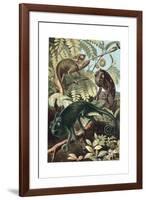 Chameleons or Chamaeleons by Alfred Edmund Brehm-Stefano Bianchetti-Framed Giclee Print