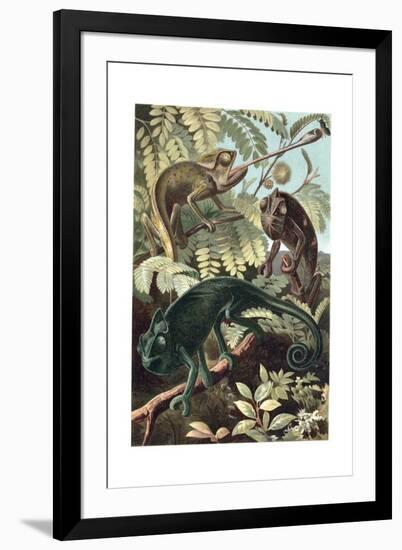 Chameleons or Chamaeleons by Alfred Edmund Brehm-Stefano Bianchetti-Framed Giclee Print