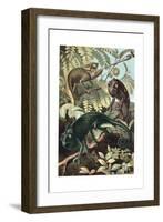 Chameleons or Chamaeleons by Alfred Edmund Brehm-Stefano Bianchetti-Framed Giclee Print