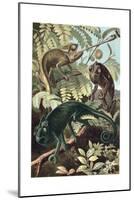 Chameleons or Chamaeleons by Alfred Edmund Brehm-Stefano Bianchetti-Mounted Giclee Print