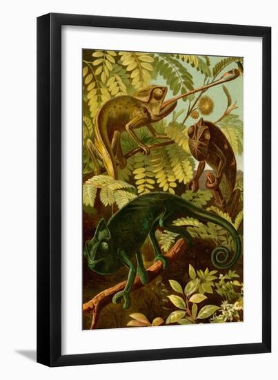 Chameleons-F.W. Kuhnert-Framed Art Print